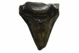 Bargain, Megalodon Tooth - North Carolina #152886-1